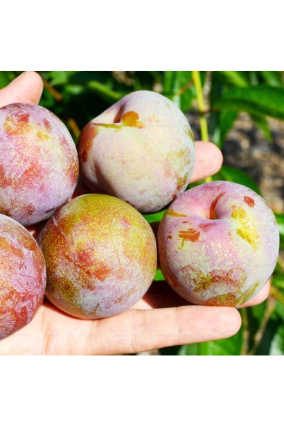 Большие плоды плуота Флейвор Супреме с блестящей кожурой